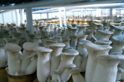 Low Cost High-Yield Oyster Mushroom Cultivation Urban Farm Tour & Sneak Peek